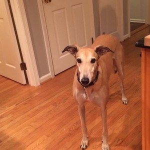 Meet your Posher, Ruth